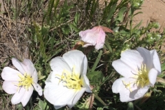 Flowers-at-Sand-Creek-Brenda-Mehos