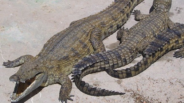 This photo of Nile crocodiles was taken at the Le Bonheur Crocodile Farm near Stellenbosch, South Africa. (Dewet via Wikimedia Commons)